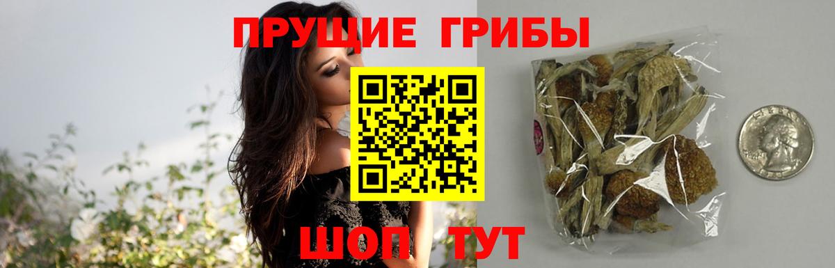 Псилоцибиновые грибы Psilocybe Верхняя Салда